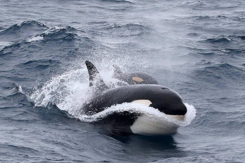 A killer whale and calf in the ocean