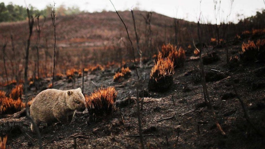 A wombat walks through out a burnt out area.
