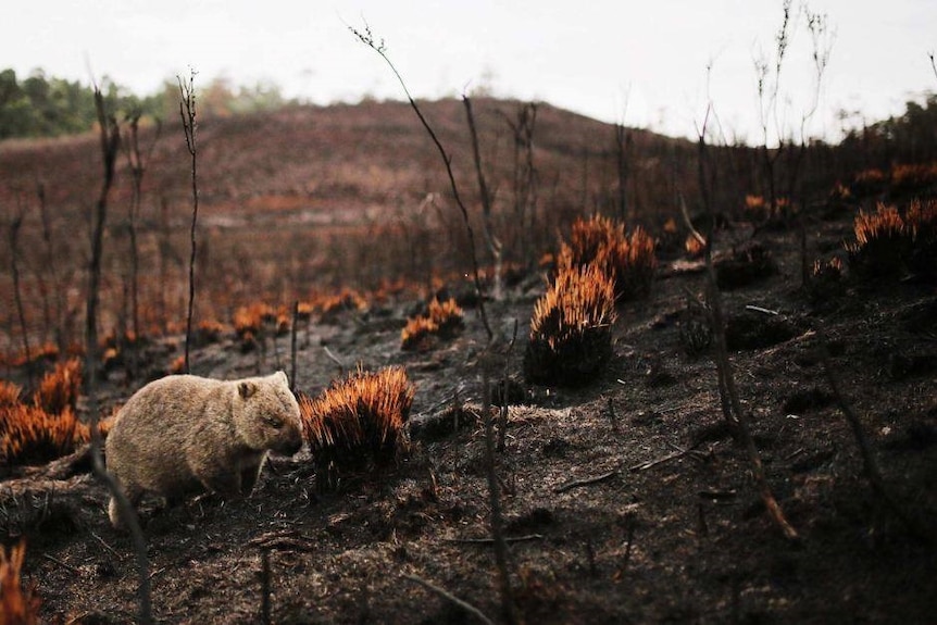 A wombat walks through out a burnt out area.