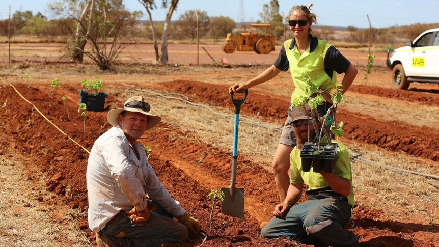 A man sits on a red dirt bed next to a sapling, with a man and a woman in high-vis shirts, one holding saplings in a punnet.