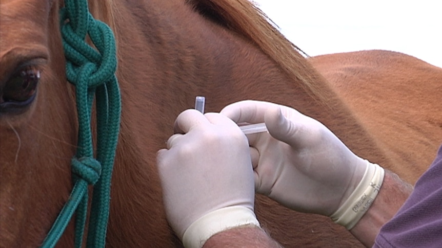 Horse vaccination.