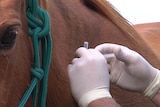 Some Queensland horse groups are moving away from mandatory vaccination at events.