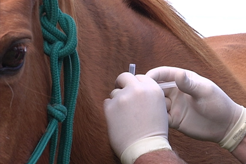 NSW vets urge horse owners to vaccinate