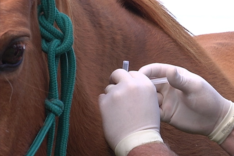 Horse vaccination.