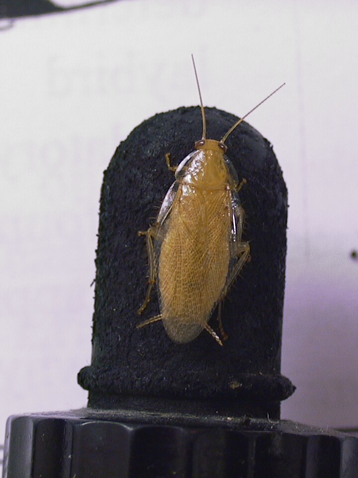 A pale cockroach on a black stand.