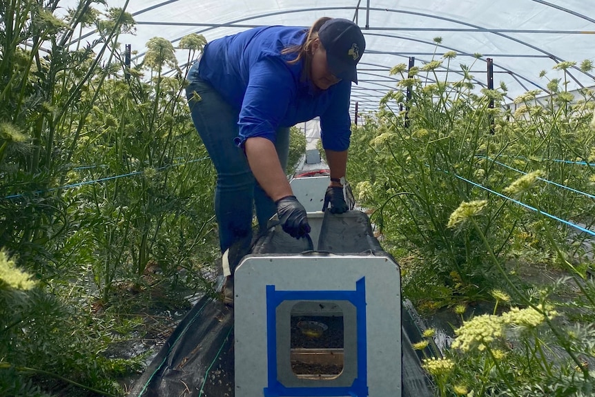 woman squats between rows of carrot seed crops