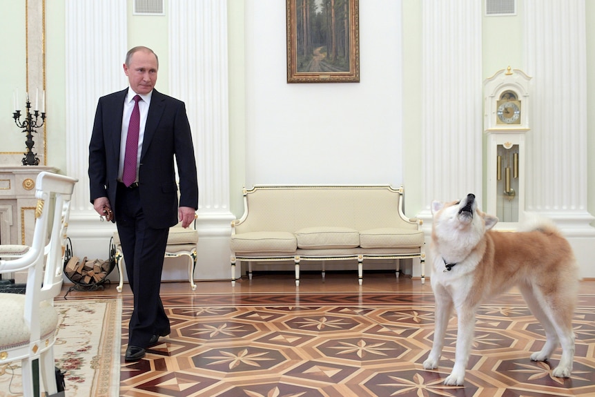 Vladimir Putin walks past a Japanese Akita dog who is barking 