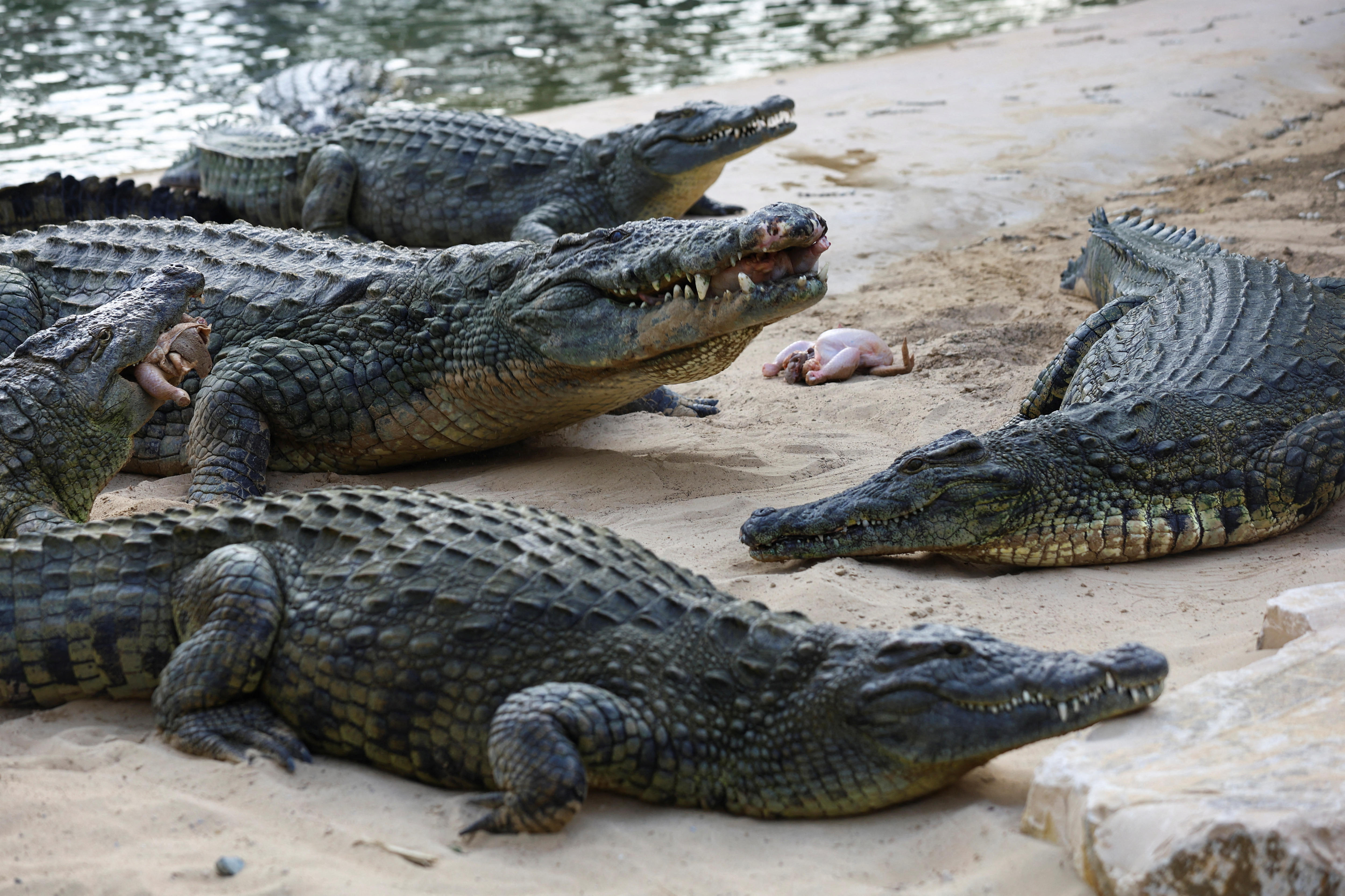 Israel's 'Alligator Alcatraz' prison moat plan challenged in the courts