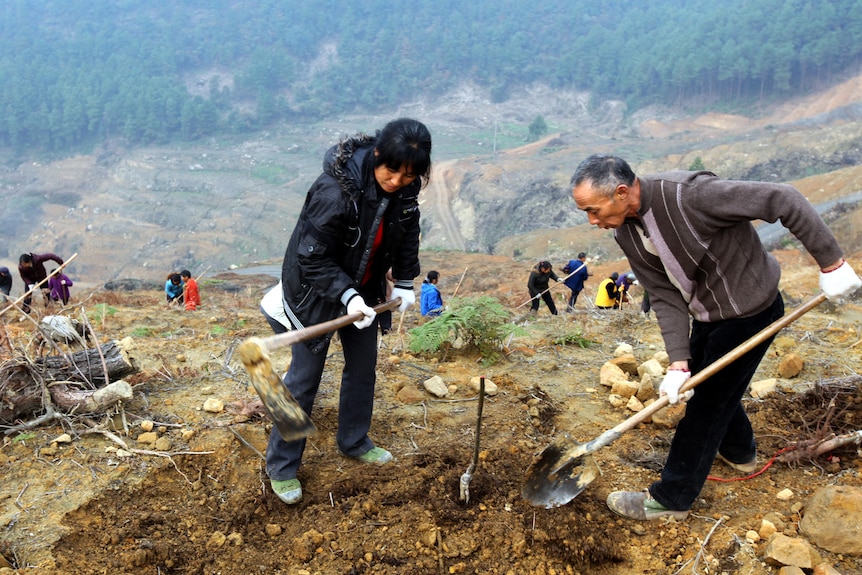 People dig a hole on a hillside to plant a tree.