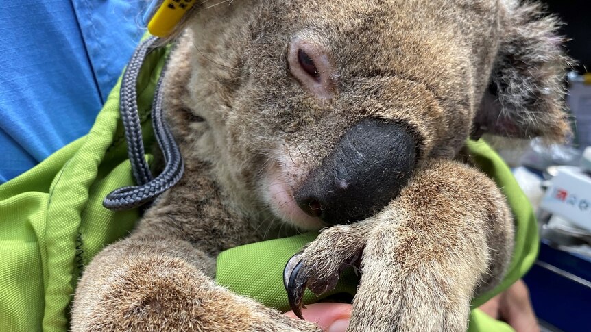 A sick koala being cradled by a vet, tucked up in a green bag.