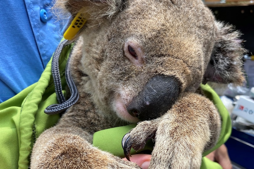 A sick koala being cradled by a vet, tucked up in a green bag.