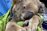 A sick koala being cradled by a vet, tucked up in a green bag.
