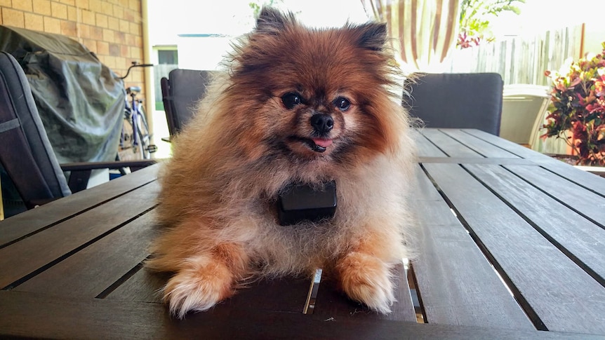 A small, fluffy brown Pomeranian dog sitting on a table wearing a bulky-looking collar.