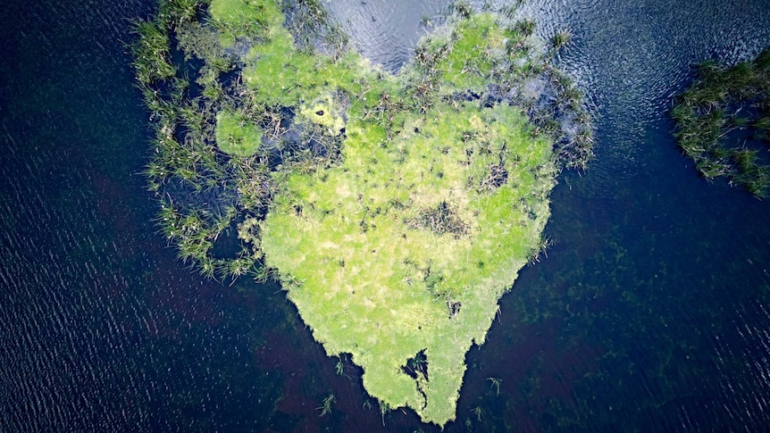 An aerial view of a heart-shaped island covered in grass in the middle of Lake Joondalup in Western Australia.