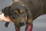 An injured and malnourished dog at the RSPCA's Animal Welfare Campus in Wacol