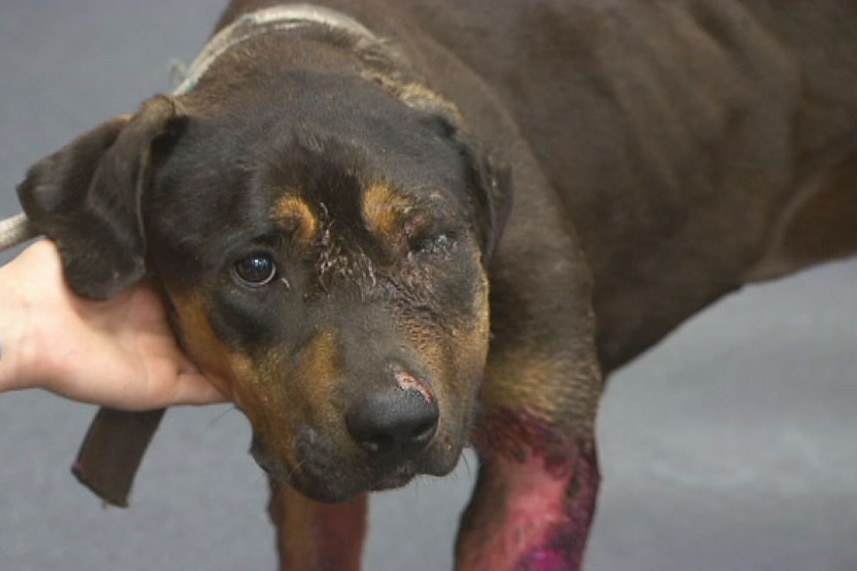 An injured and malnourished dog at the RSPCA's Animal Welfare Campus in Wacol