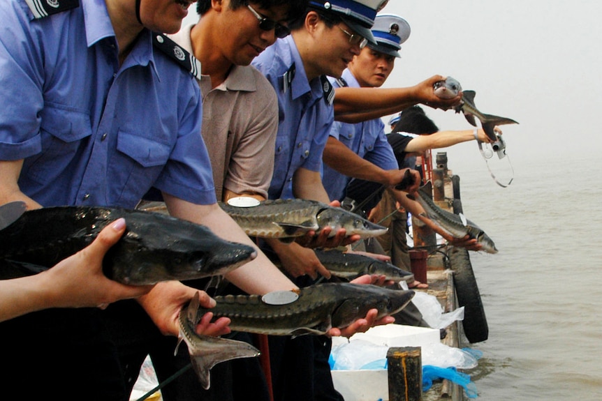 Chinese officials release juvenile sturgeons into the Yangtze river.