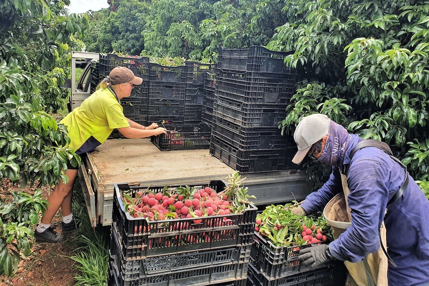 two workers packing a ute with crates of lychees