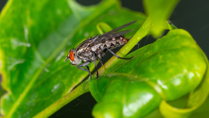 Large grey fly with orange eyes on a leaf.