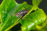 Large grey fly with orange eyes on a leaf.