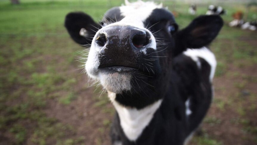 A dairy calf sniffs the camera lens.