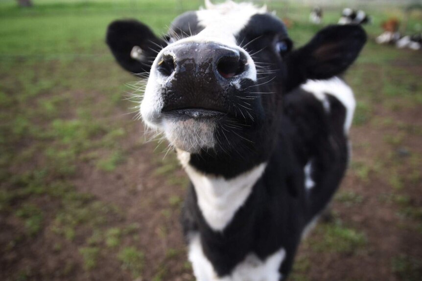 A dairy calf sniffs the camera lens.