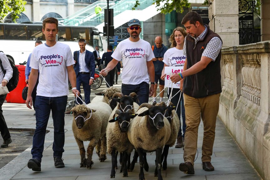 Farmers wearing "People's Vote" t-shirts walk sheep through the streets of London to protest Brexit