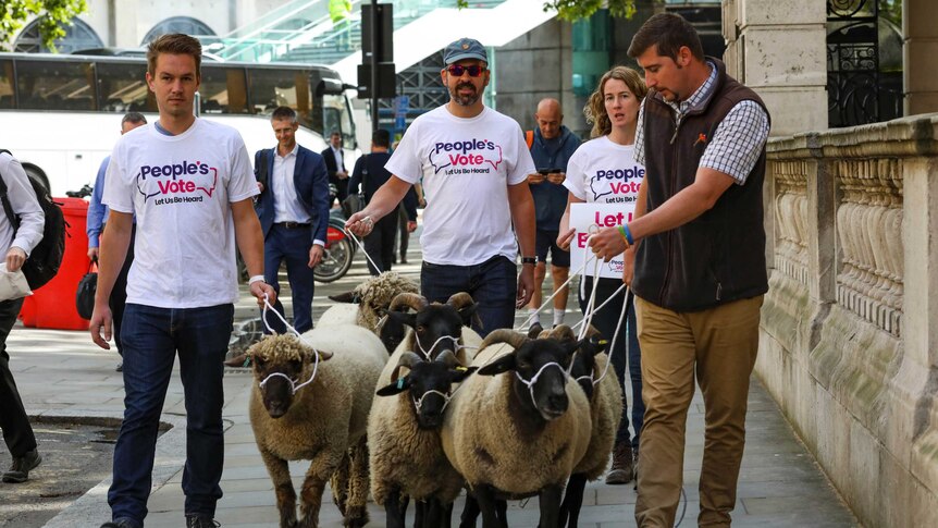 Farmers wearing "People's Vote" t-shirts walk sheep through the streets of London to protest Brexit