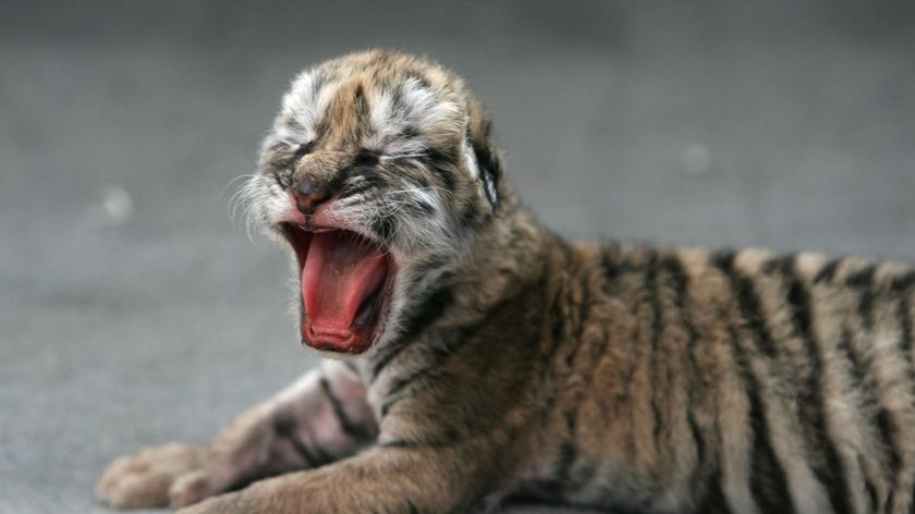 A tiger cub