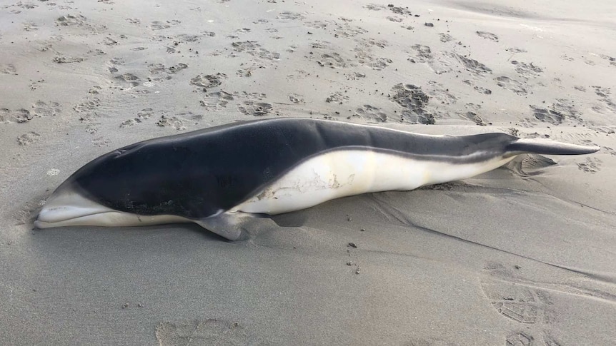 A Southern Right Whale Dolphin that was found washed up on East Beach in Port Fairy.