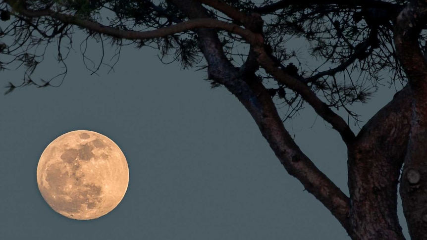The Moon hangs in the sky behind a tree.