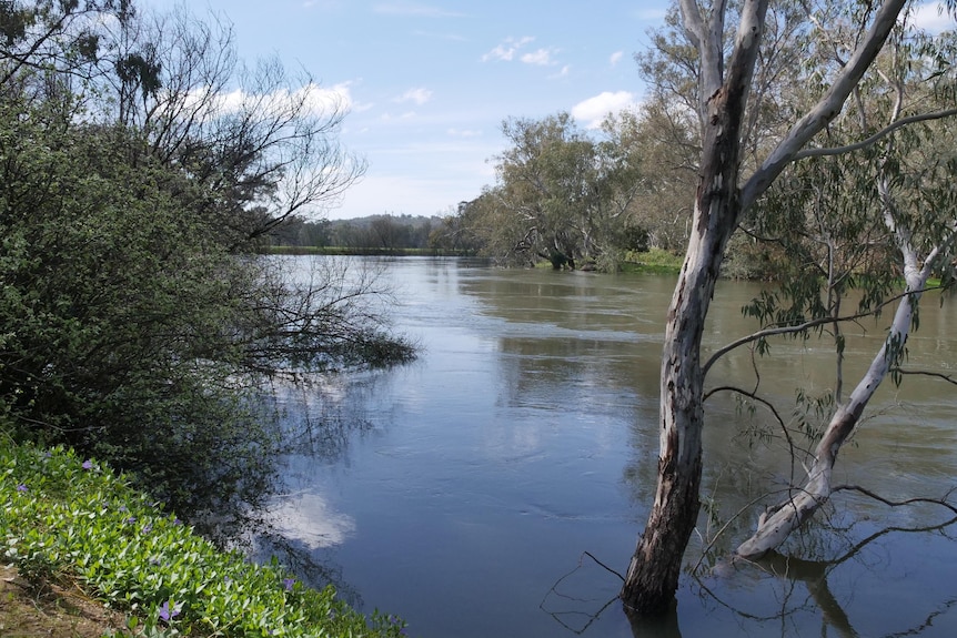 The murray river on a sunny day 