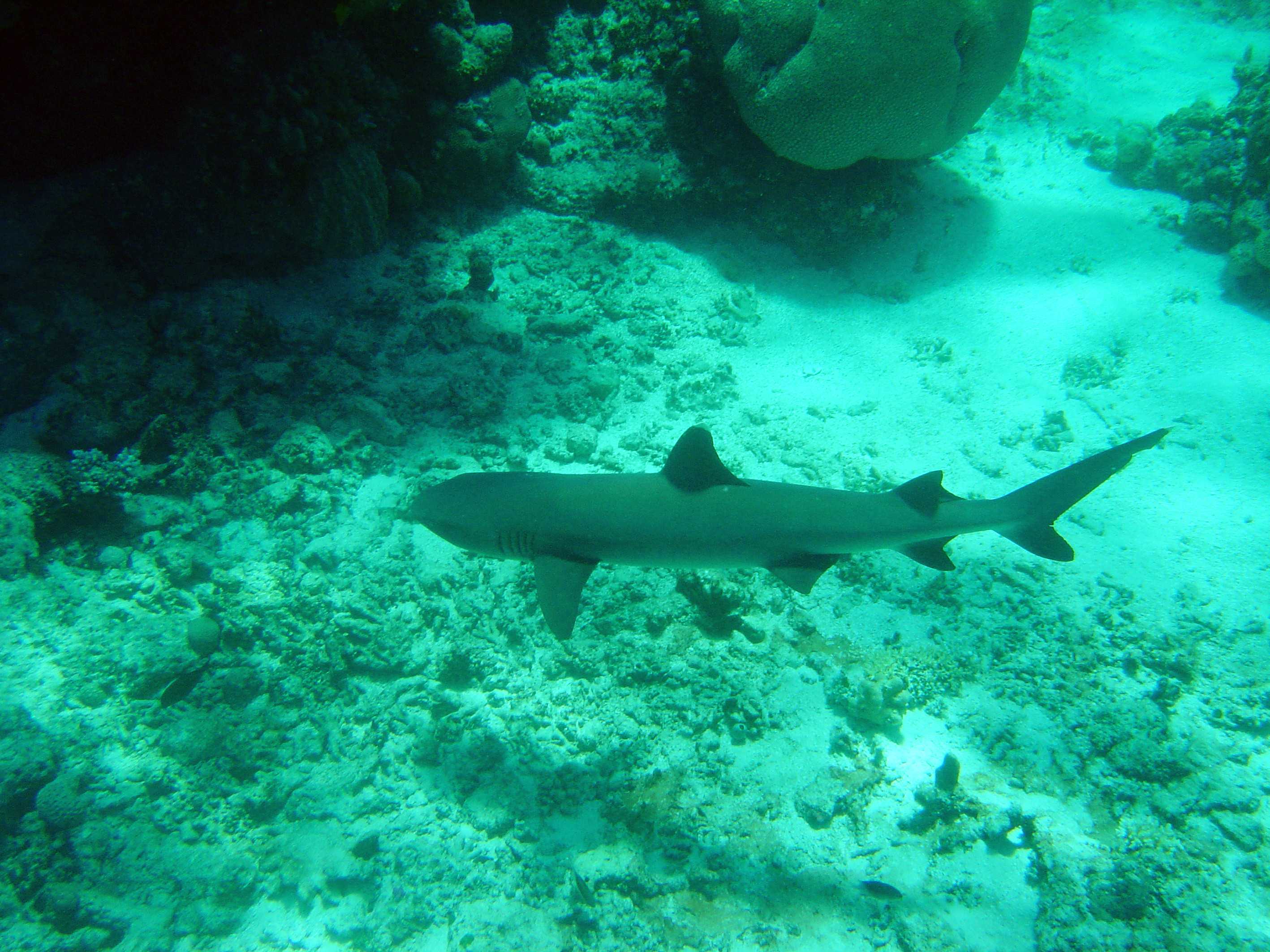 Man taken to hospital after being bitten by a shark in the Whitsundays