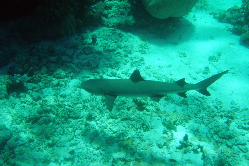 A White-tip reef shark on swims near coral reef.