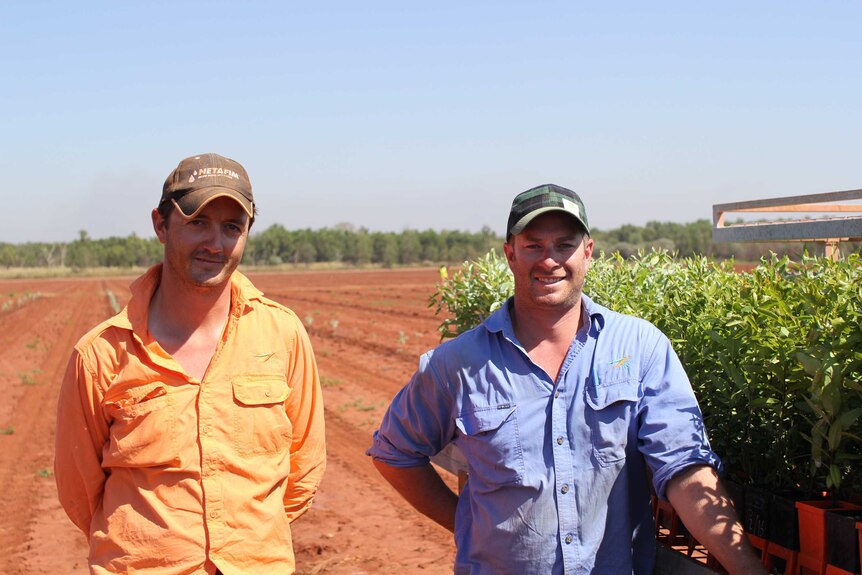 two men standing next to seedlings in a paddock