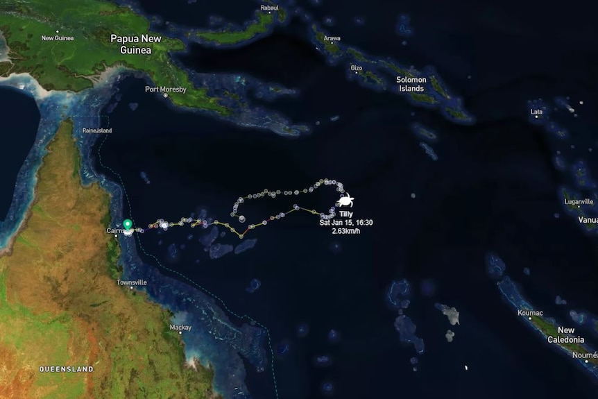 A satellite tracking map of a turtle's journey 