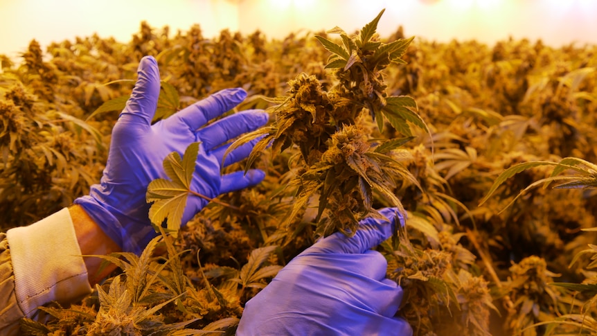 Gloved hands touch a cannabis plant.