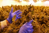 Gloved hands touch a cannabis plant.
