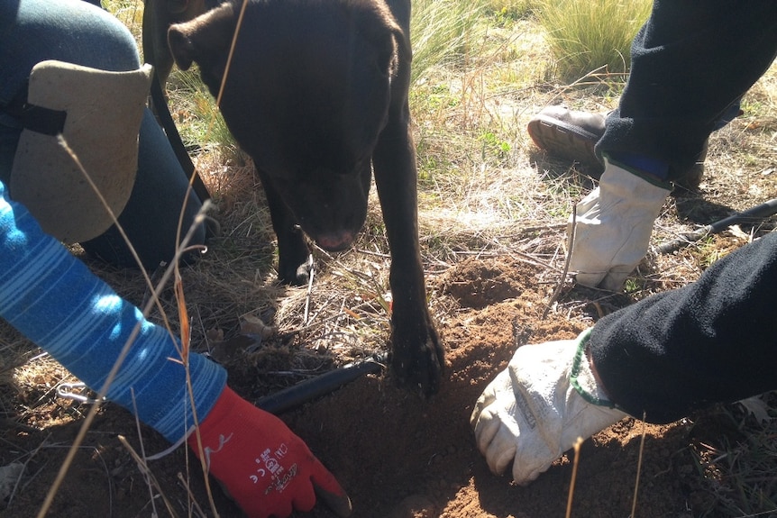 Truffle dog Bailey digging for the goods just south of Bathurst in central NSW.