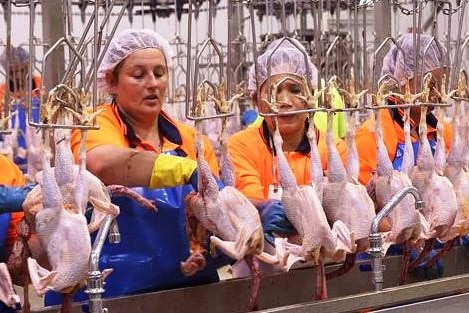 Supreme Poultry processing plant