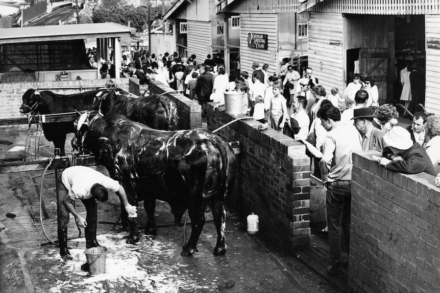 Cattle being washed at the Ekka in Brisbane Queensland. Date unknown.
