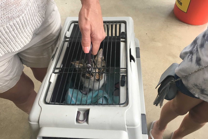 A kitten in a carry cage