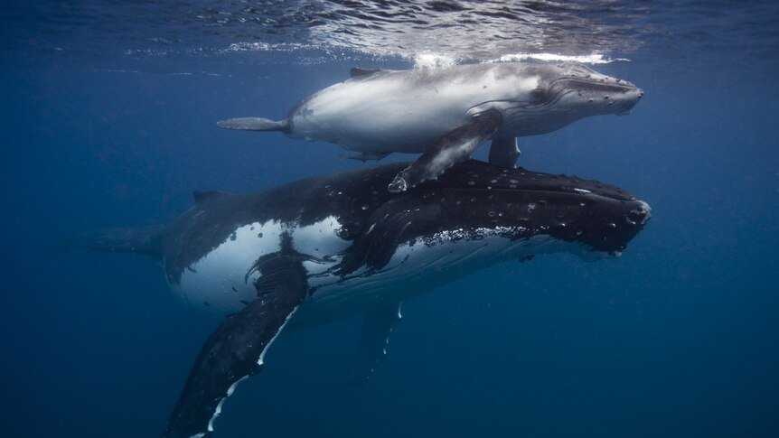 A Humpback Whale (Megaptera novaeangliae) mother and her calf.