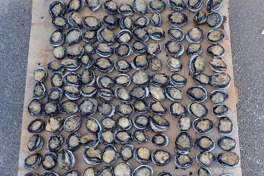 127 fish shells laying open on ground
