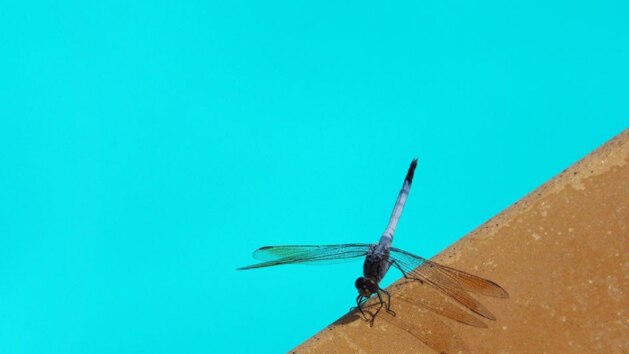 A dragonfly rests on the edge of a pool.