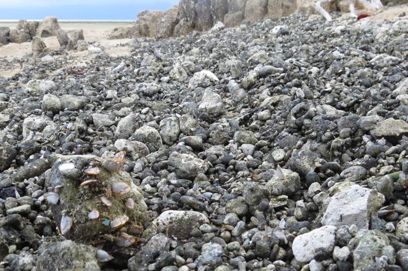 Hundreds of pumice stones washed up on a beach