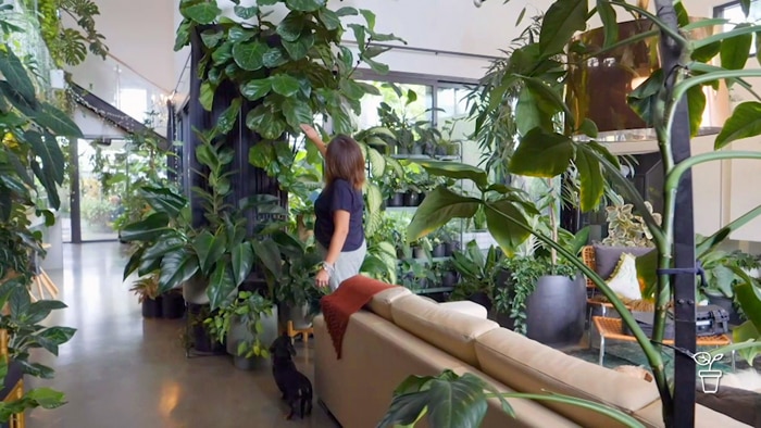 Woman in open plan house, tending to indoor plant collection