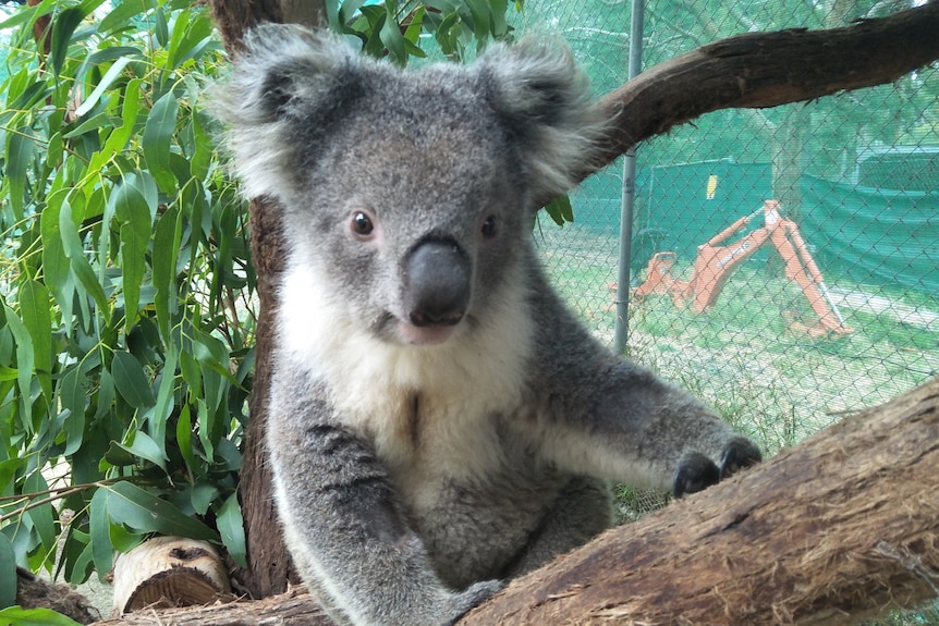 koala in Adelaide