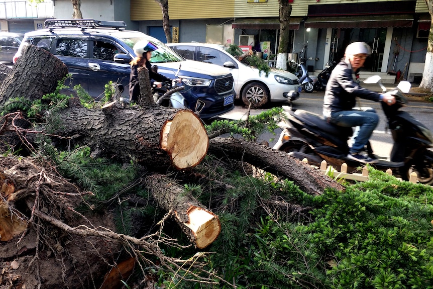 El tráfico pasa por una pila de troncos cortados de un árbol golpeado por fuertes vientos.