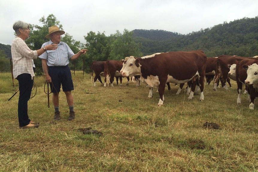 Susanna and Graham O’Brien tending to their cattle stock on their Bulga property